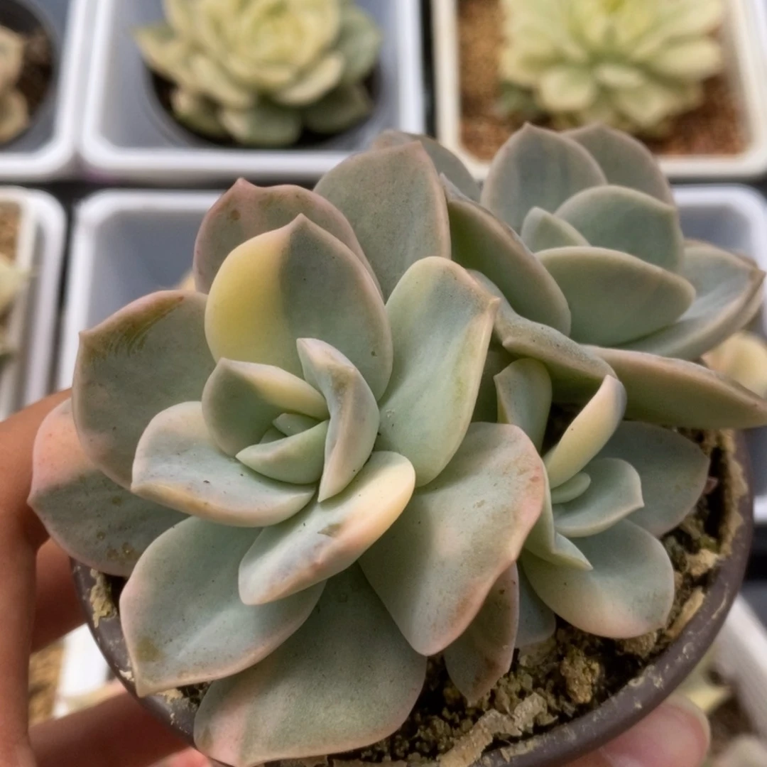 426可爱玫瑰锦锦锦锦锦