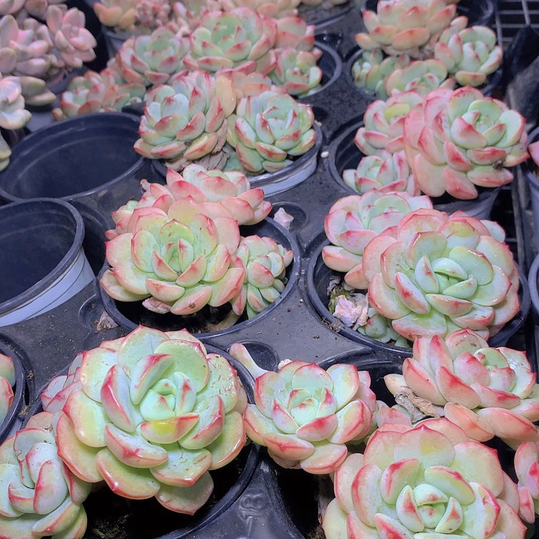 香草碧斯3567899000000