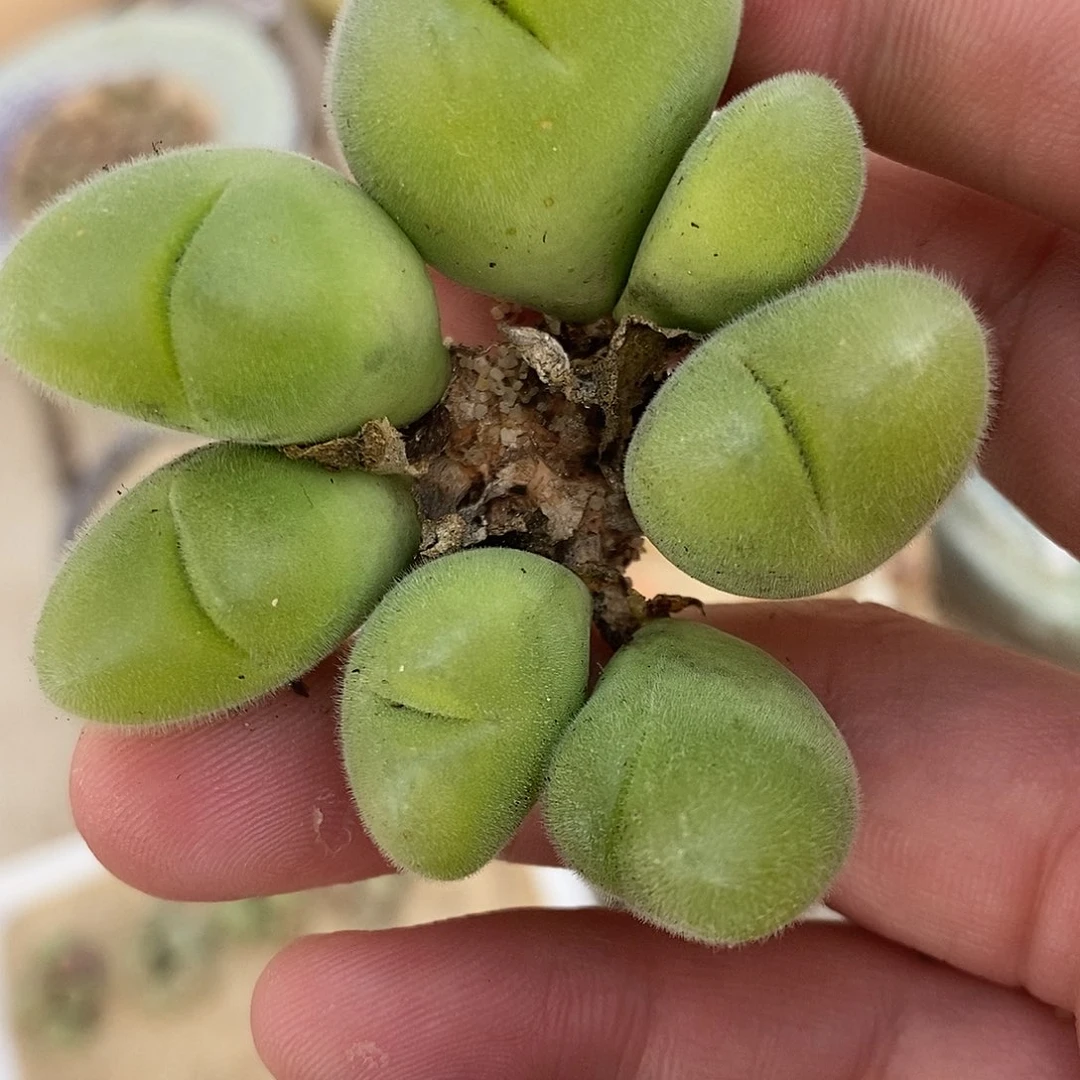 2599长毛毛翠滴一群。