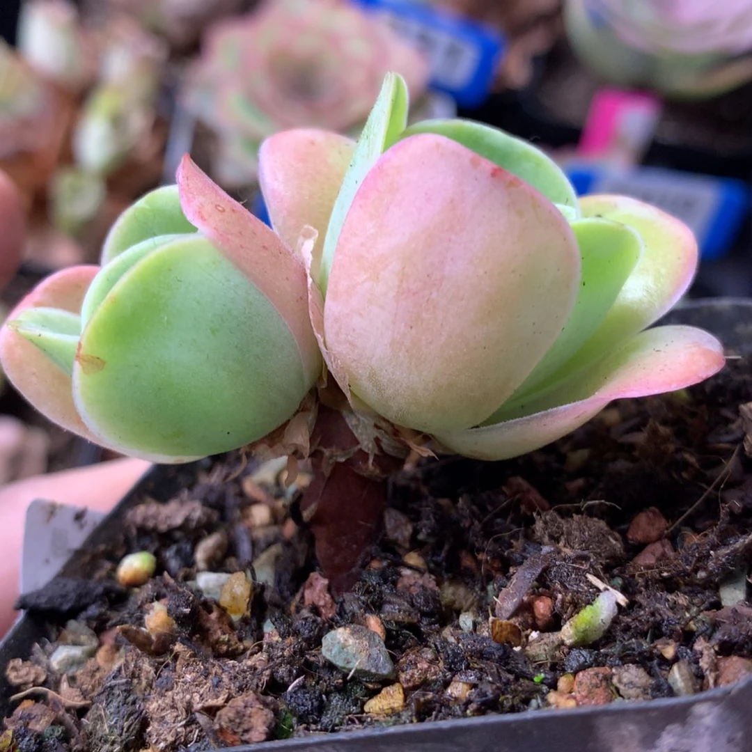 一物一拍果粒橙399