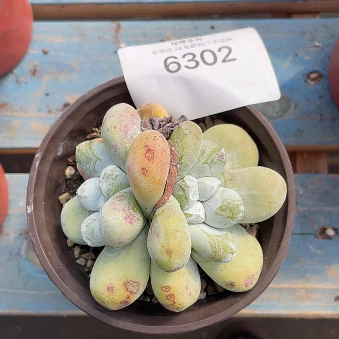 【闪购商品】红拇指