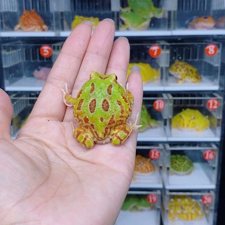 角蛙恭喜发财大吉大利