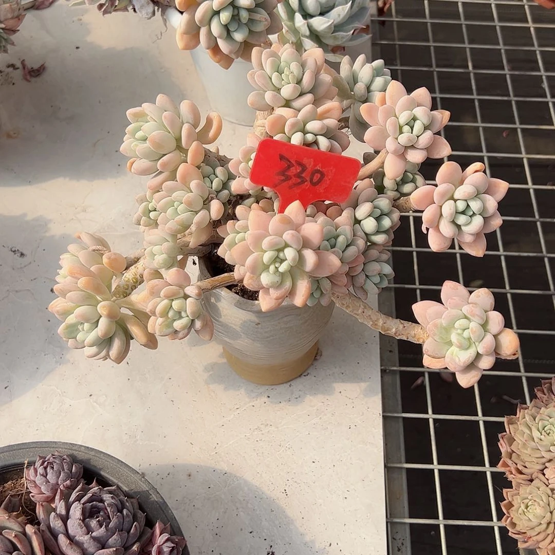 赫*拉330洛神多肉植物
