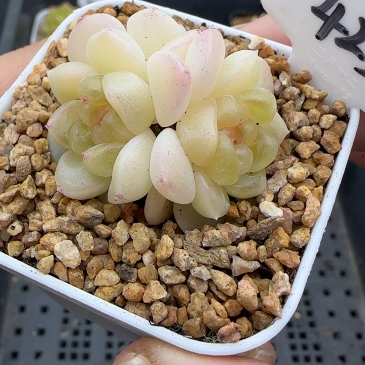 425号现金带崽晗雨多肉