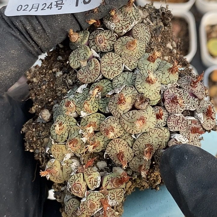 桃喜花园0224-15太枝墨