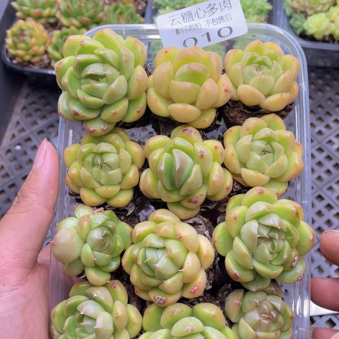 云糖心多肉植物10