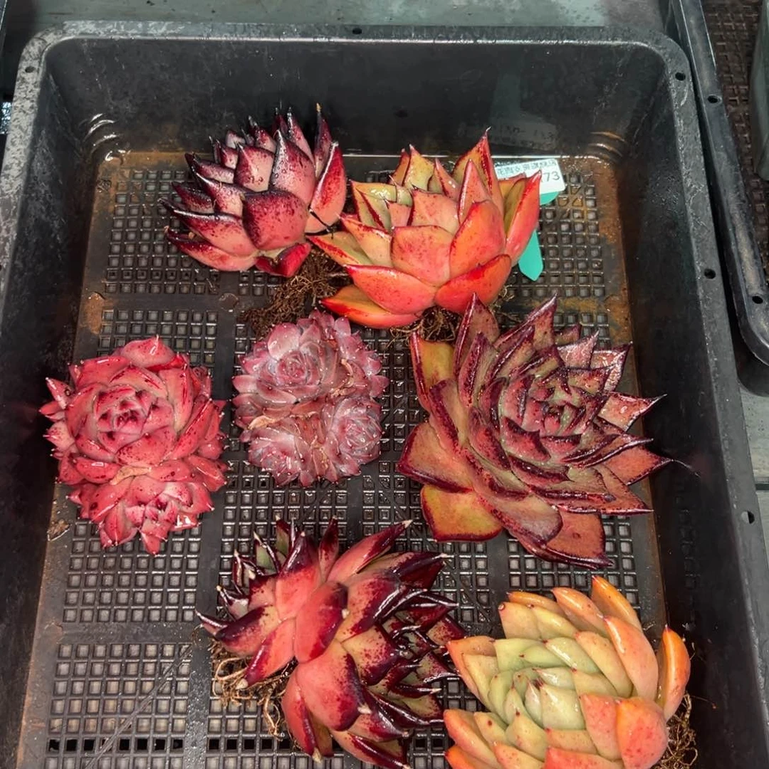 从前慢多肉精选编号0120.173