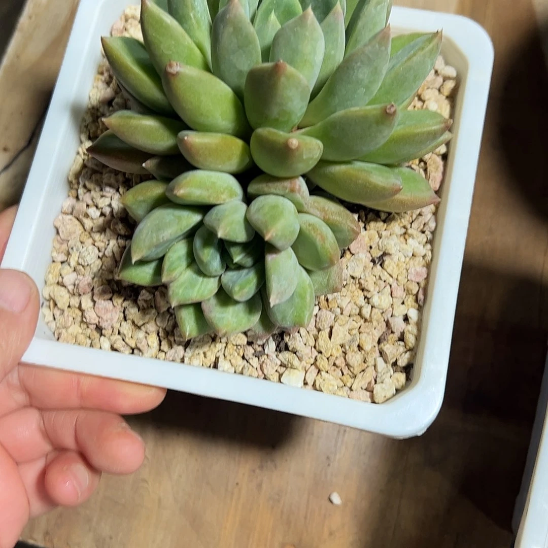 象牙美人石化多肉植物