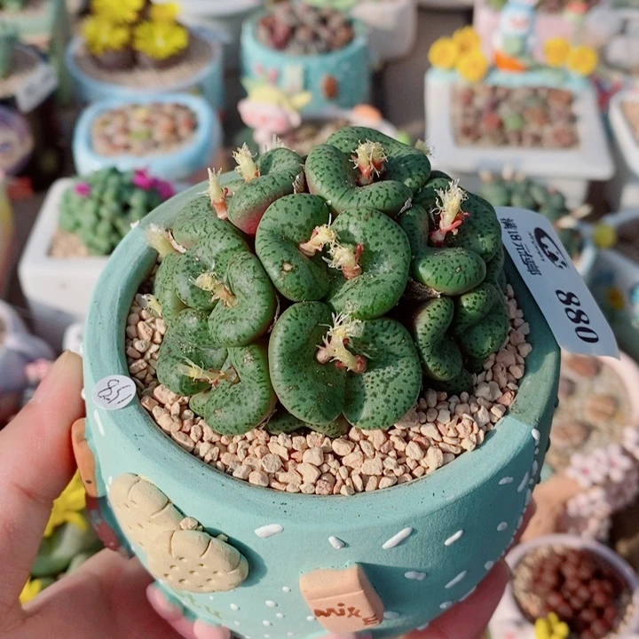 生石花花花花花花880