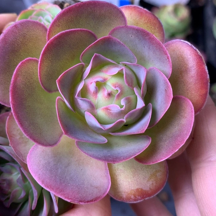 一物一拍星辰福利233