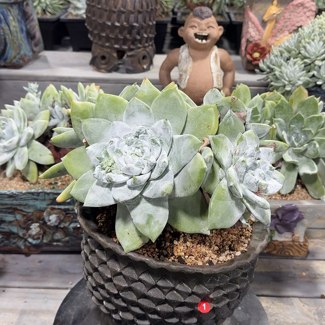 飞哥超宽叶牡丹脸