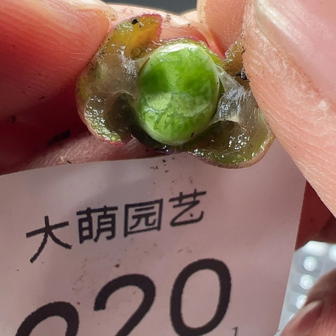 0000220 一物一拍……