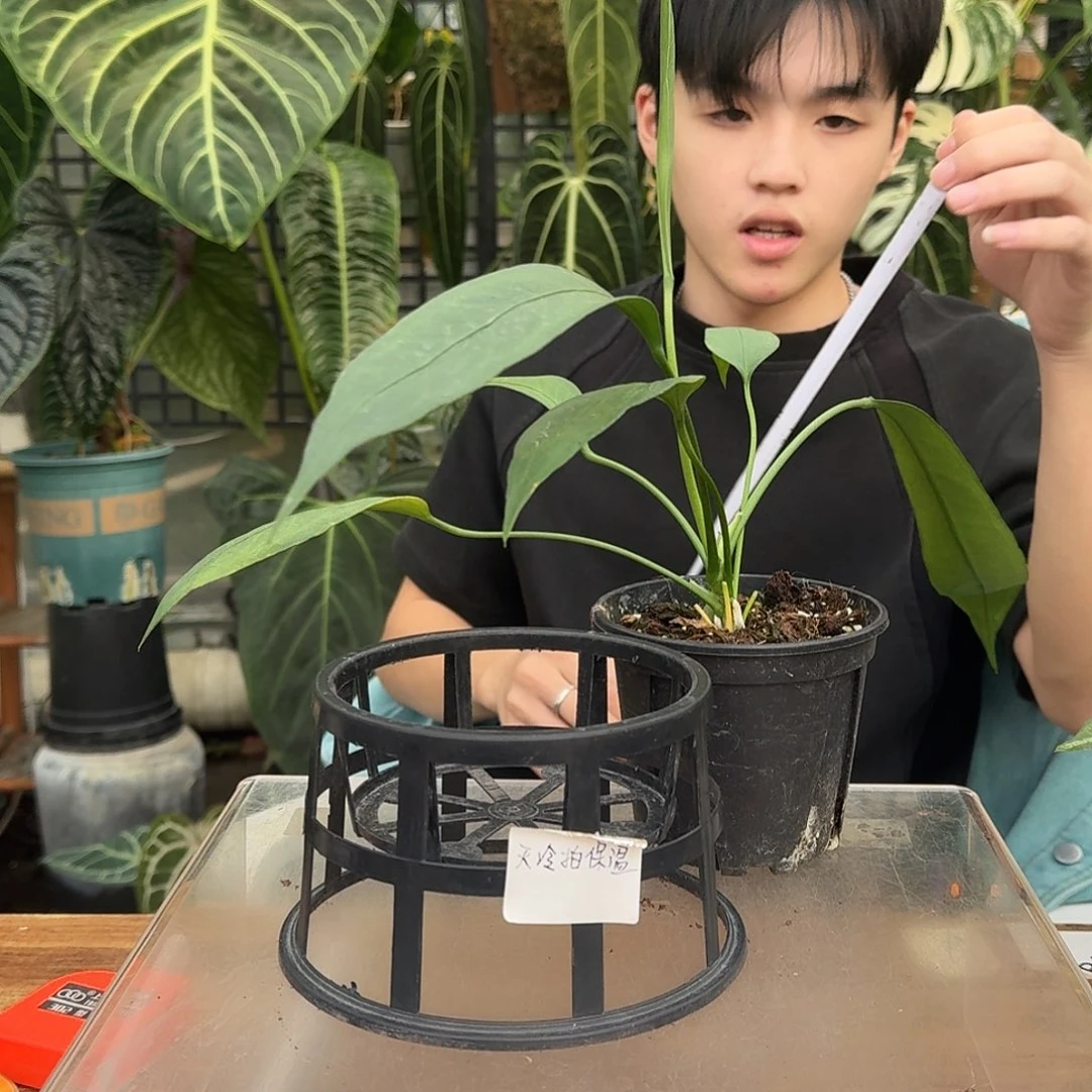 完全开放B84维塔领带