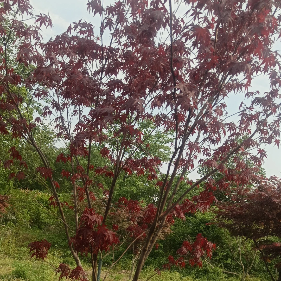 中国红枫红枫中华小叶红枫庭院苗木耐寒可地栽盆栽