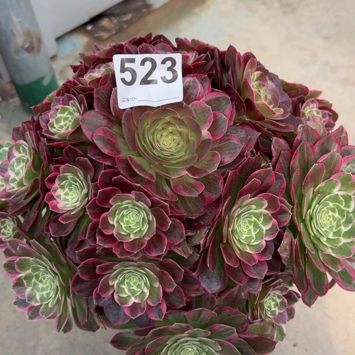 523莲花25厘米左右