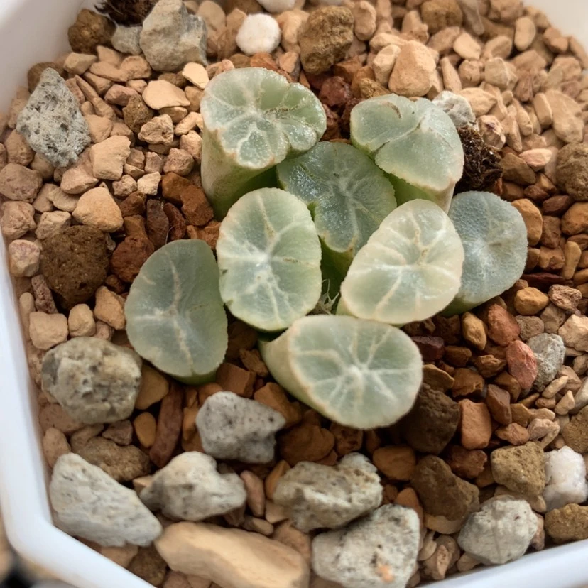 【闪购商品】七***辑375糊斑万象