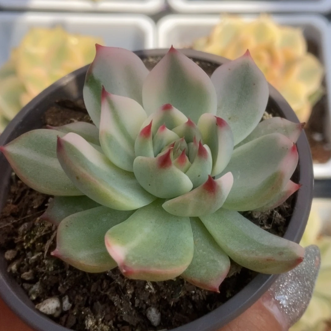 032锦锦锦锦锦锦锦锦锦