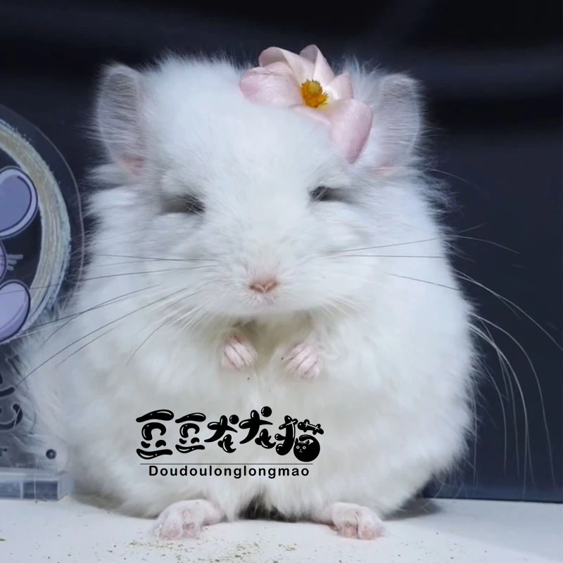 宠物活宠长毛龙猫龙猫拍下联系客服家养温顺小宠物