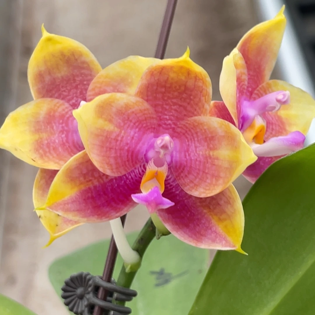 完全开放弥陀206-883