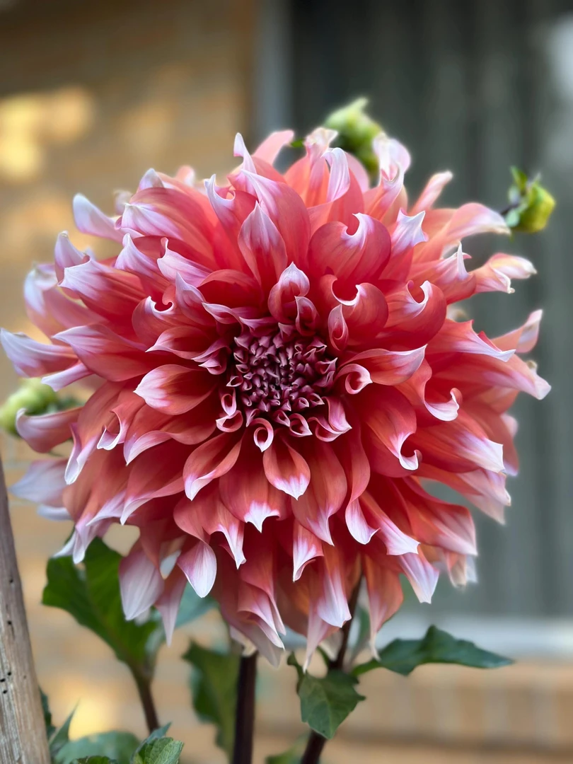 （荷兰节）进口大丽花种球重瓣四季播种