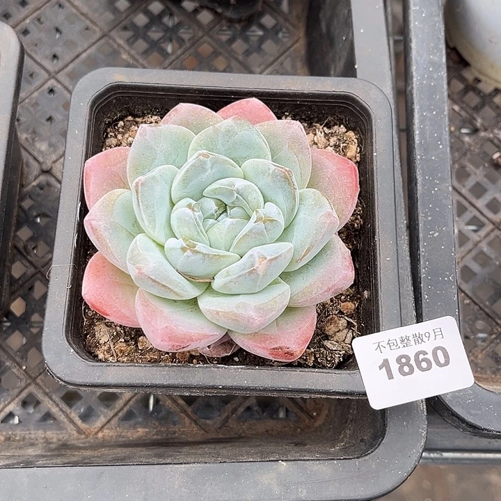 阿雅园艺。        1860冰玉