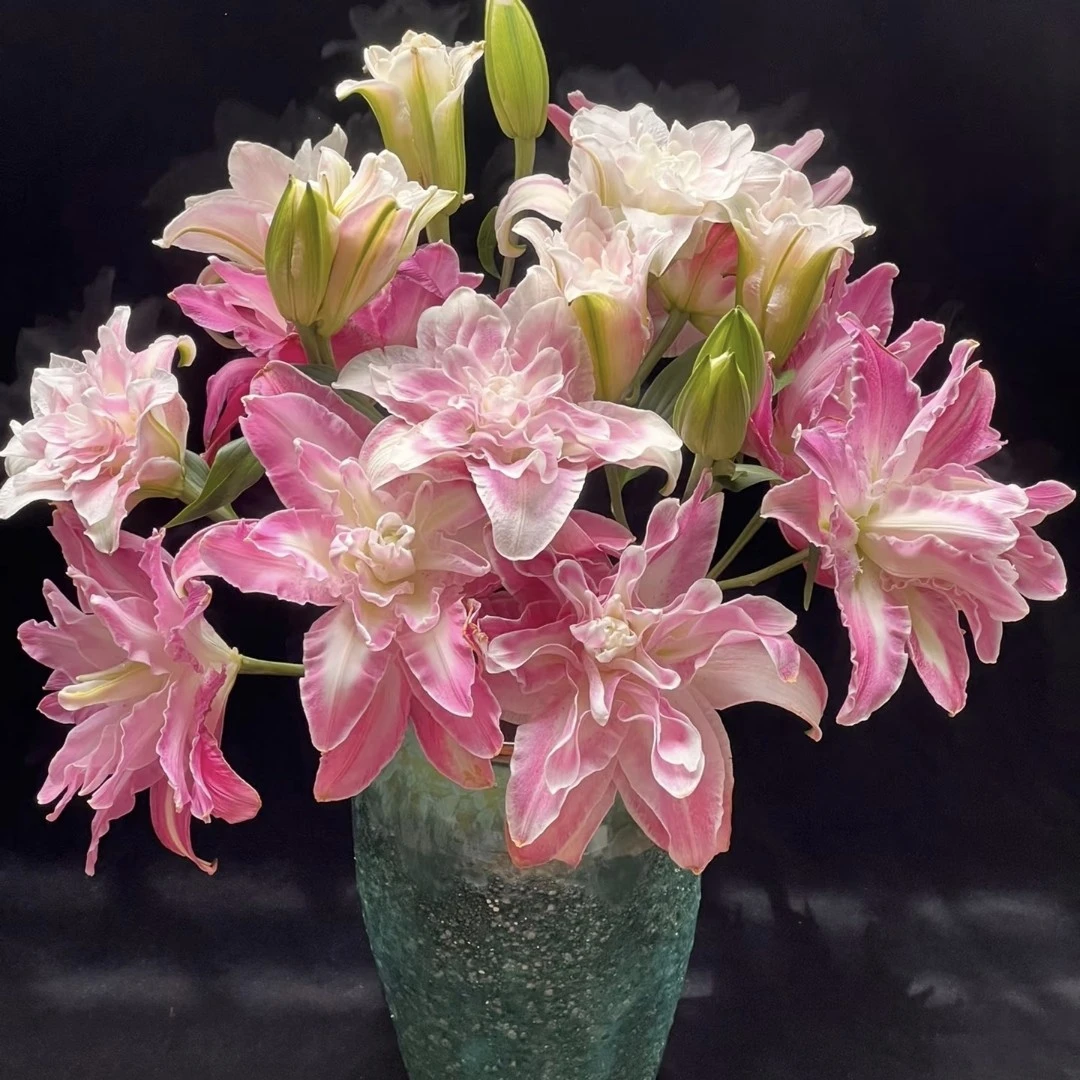 莲花惊奇重瓣香水百合（拒收不售后）