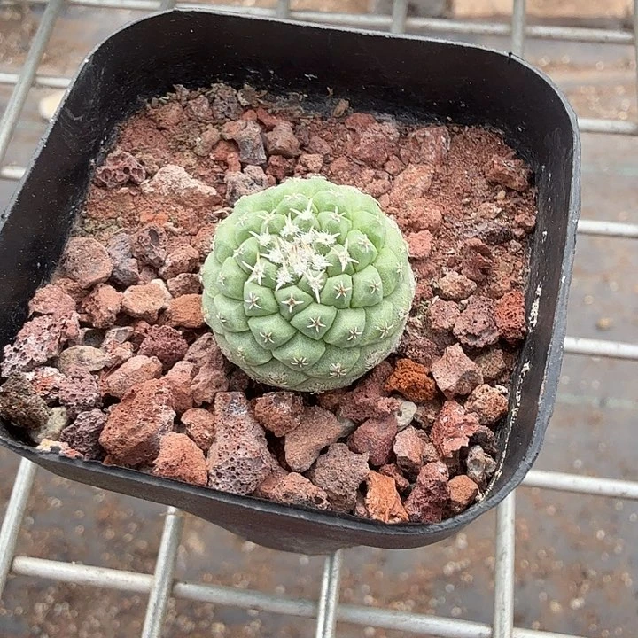 实生菊水单头2仙人球