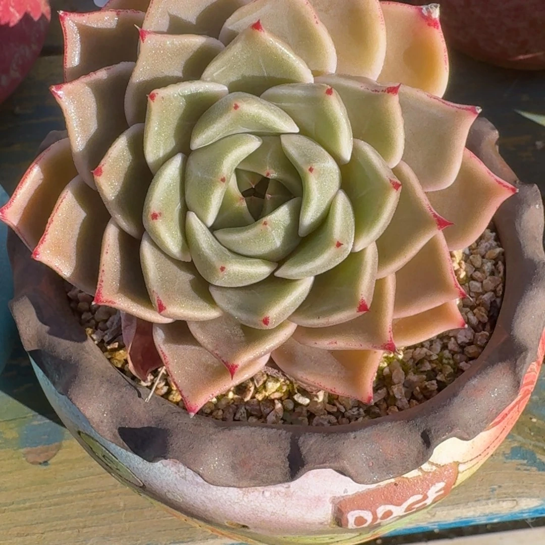 从前慢多肉精选编号1220.59