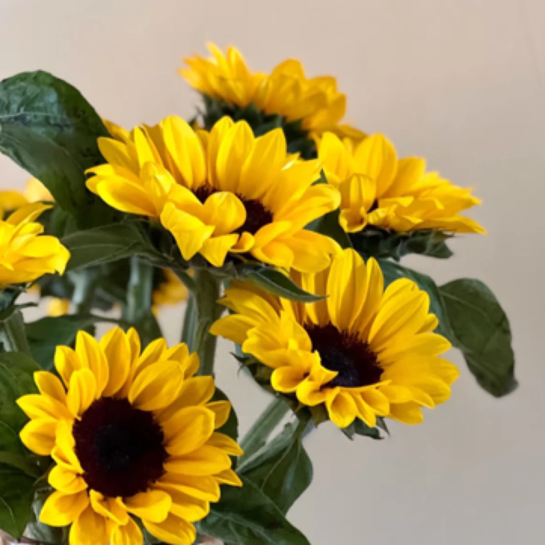 【向日葵】大花向日葵云南基地直发