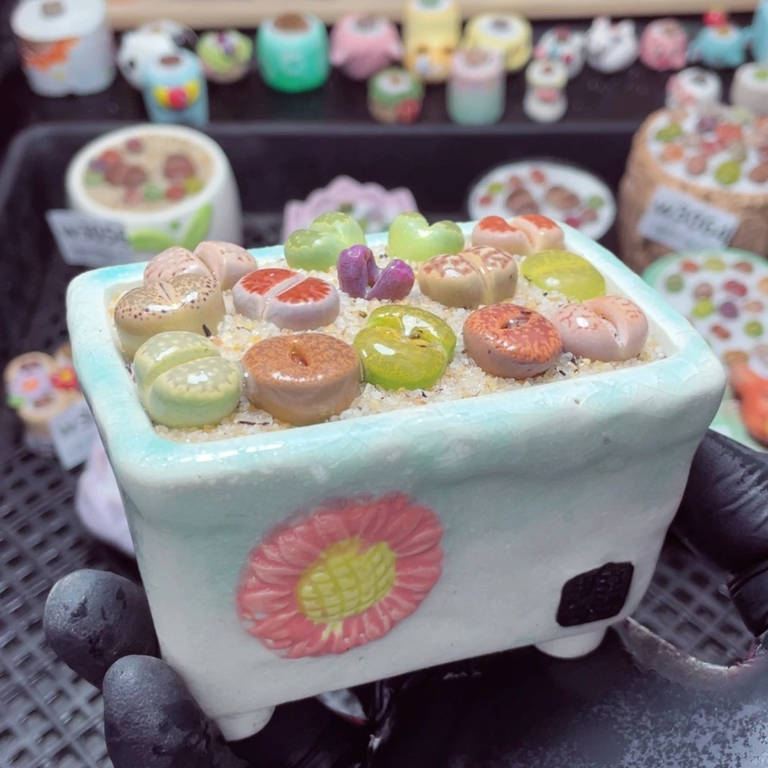 w3065--带盆土发货，零下地区拍保温箱