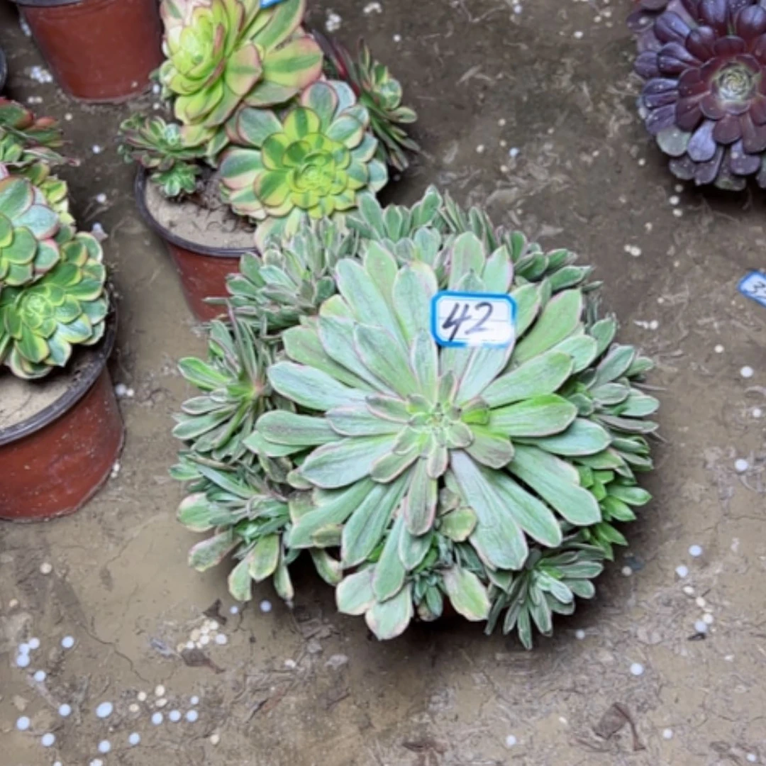 【闪购商品】多肉植物花脸42