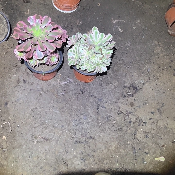 不售后法师一物一拍福利48