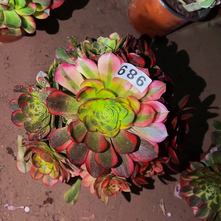 989宽锦多肉植物处理不售后