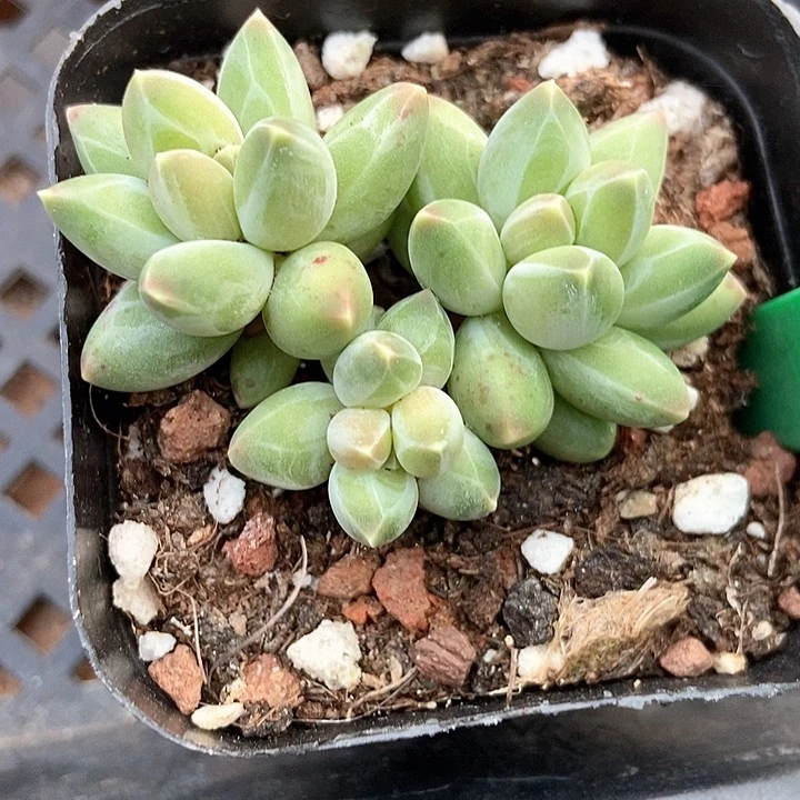 多肉植物伊卡鲁斯807多肉