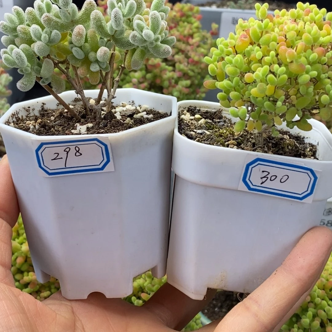 298号优选冰晶多肉，300号优选蜜橘糖球多肉