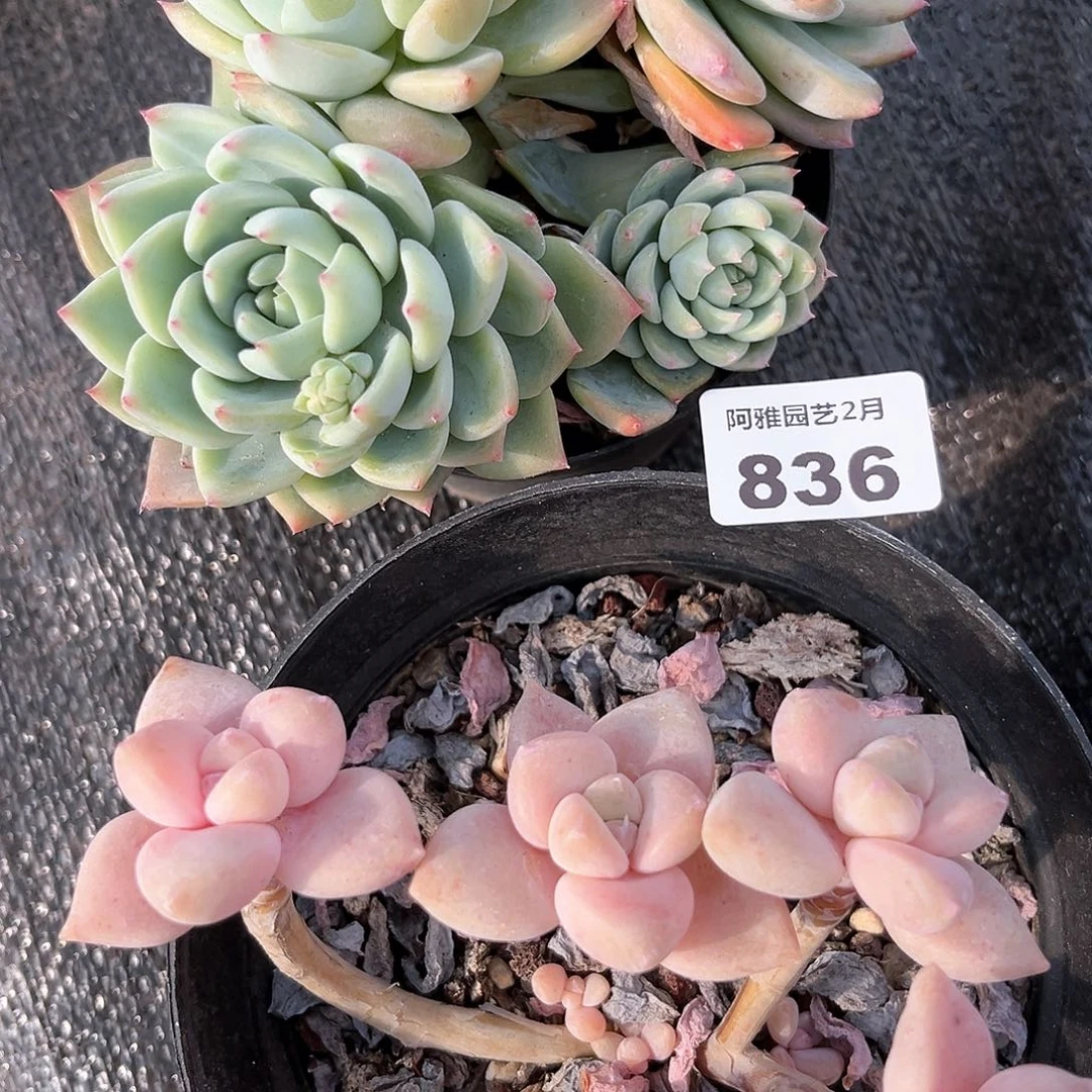 阿雅园艺。 不售后836