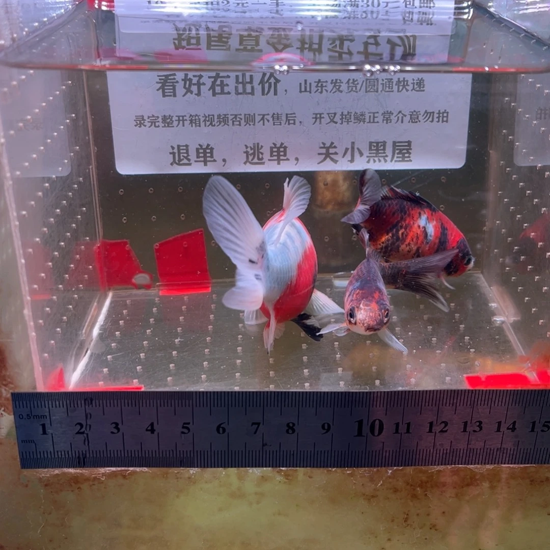 海水鱼166号的车我不想在