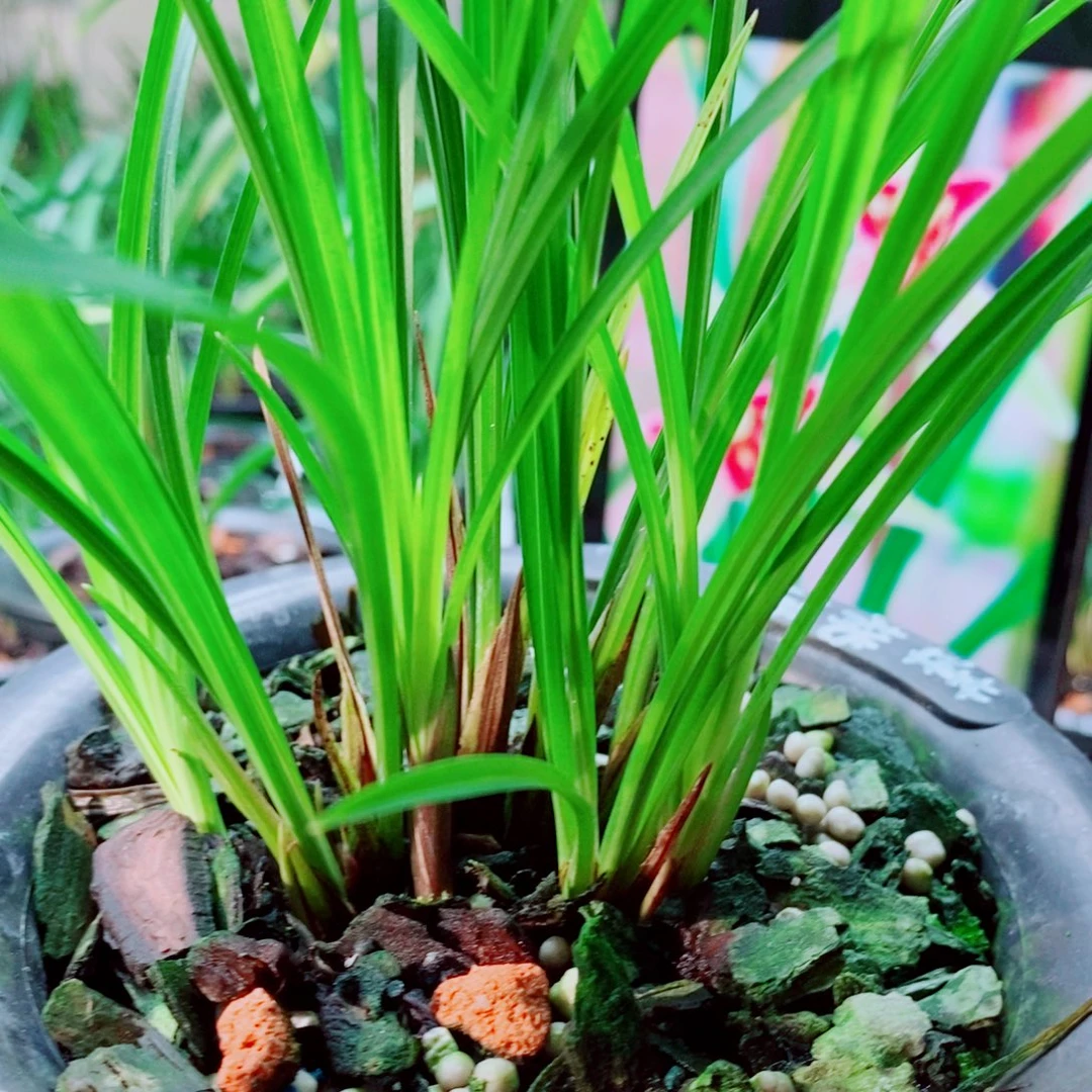 当前无花栽培后可以开花