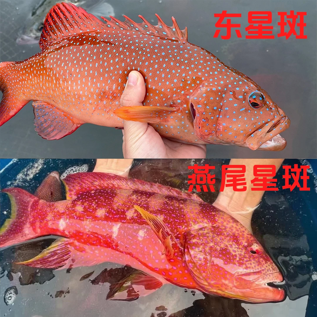【东星斑】+【燕尾东星斑】 东山岛深海新鲜海鱼石斑鱼