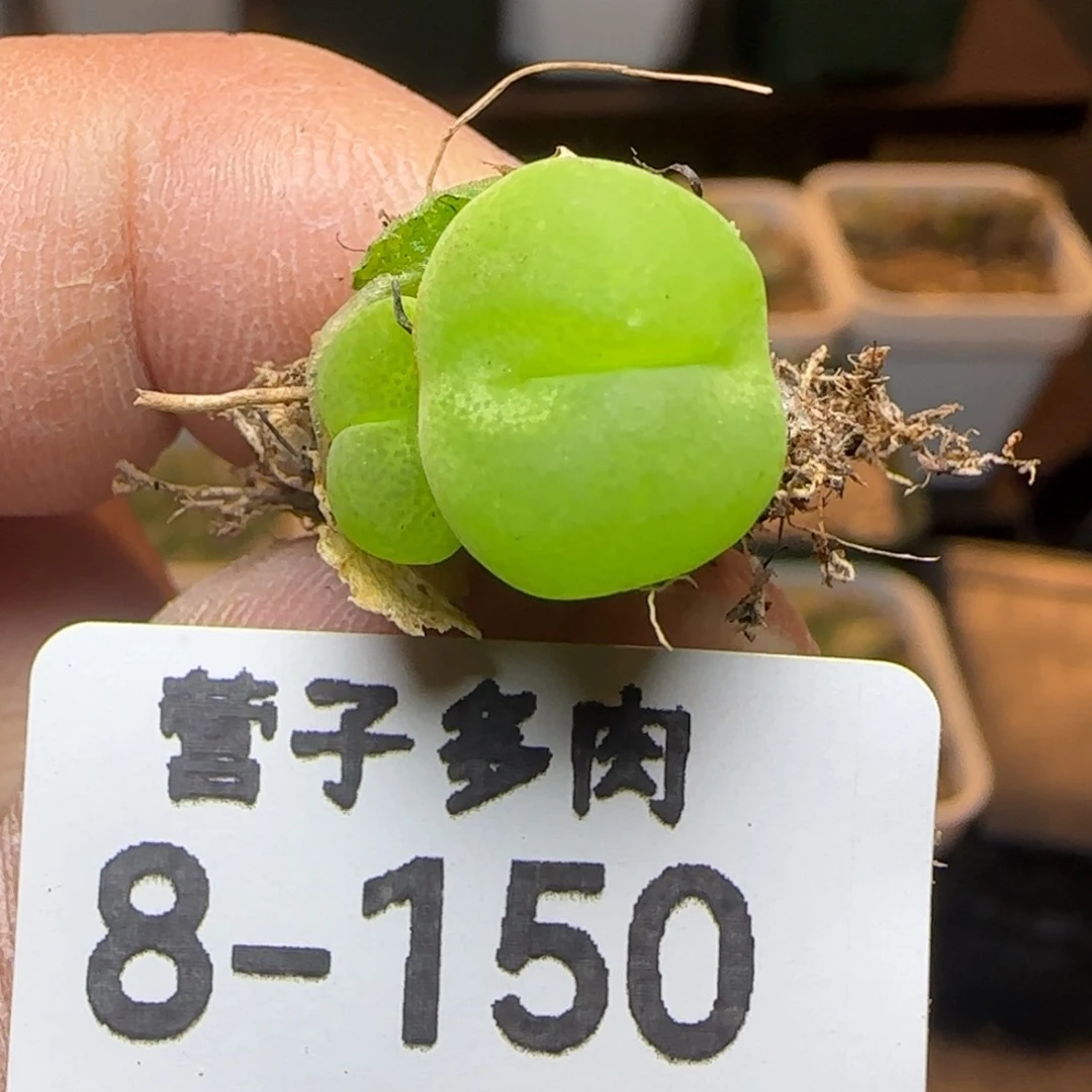 双头翠光玉福利。