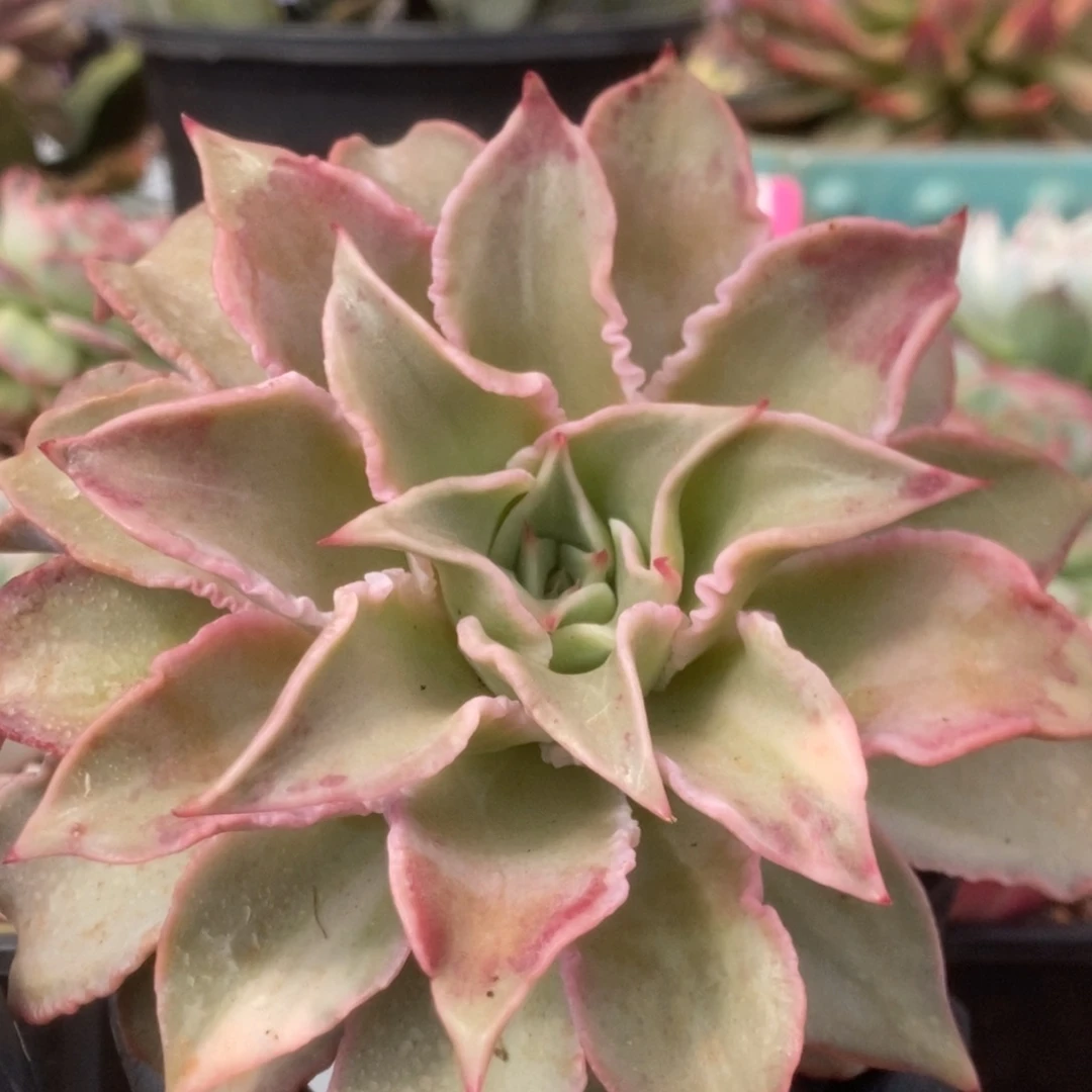 688饺子皮看锦锦锦锦锦