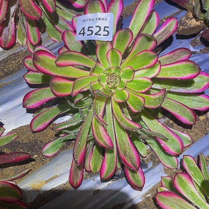 4525白月光多肉植物