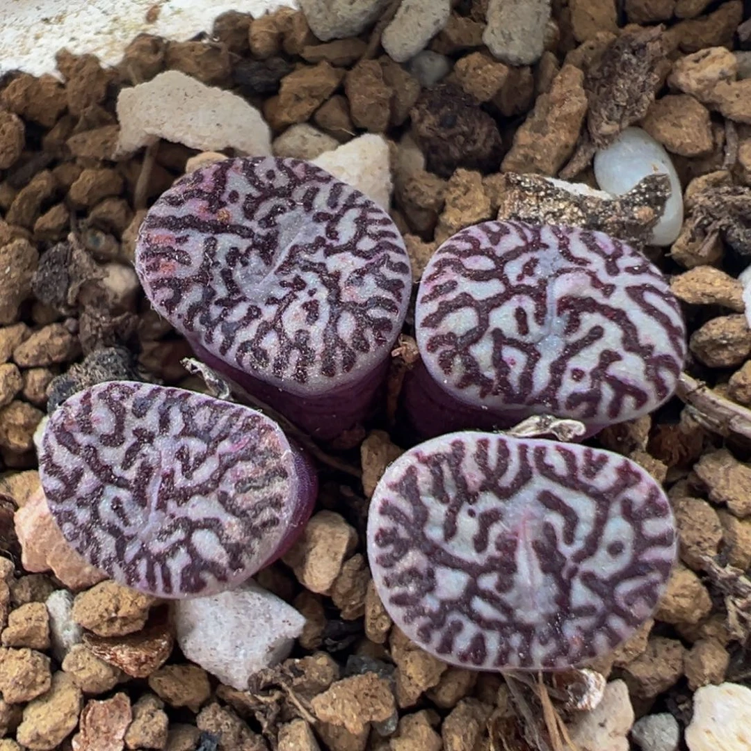 110多肉植物百科植物