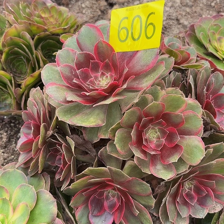 多肉植物福利来606个