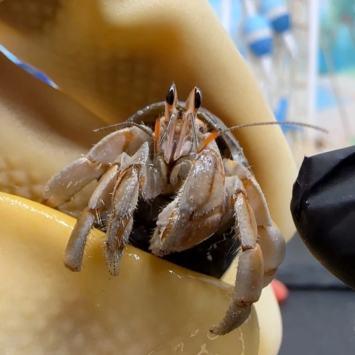 A15紫陆豆1.0cm口径