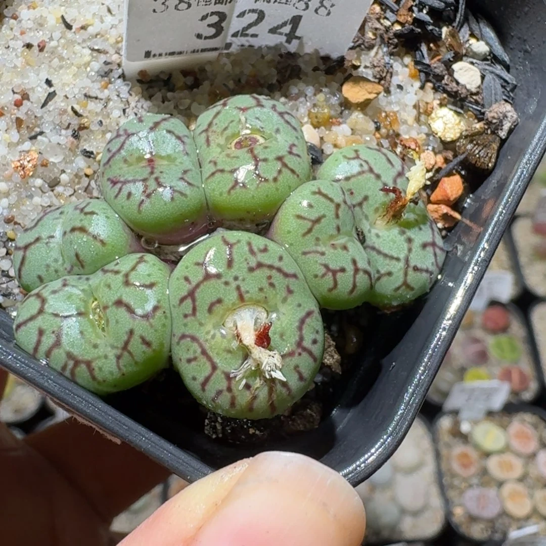 Sss精品便宜清了324