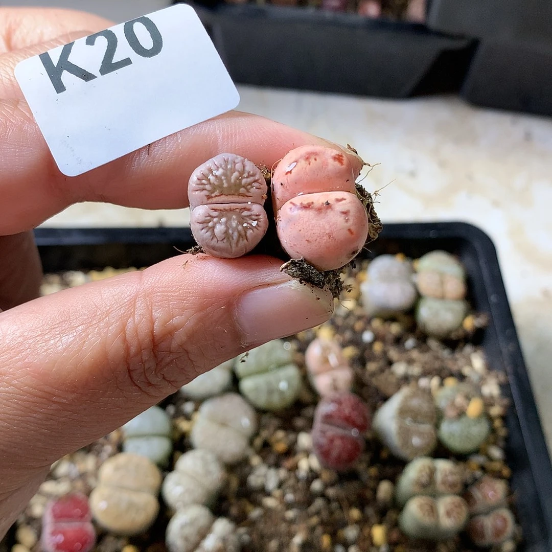 萍*?K20多肉植物保护