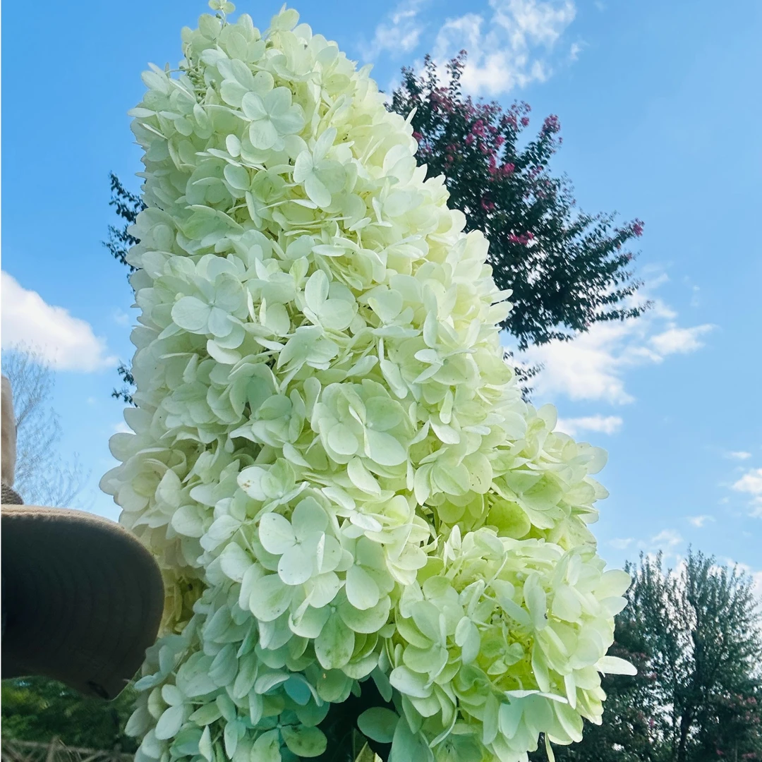 雪峰圆锥绣球 3加仑(张)前期白色秋色为粉色 花苞发货