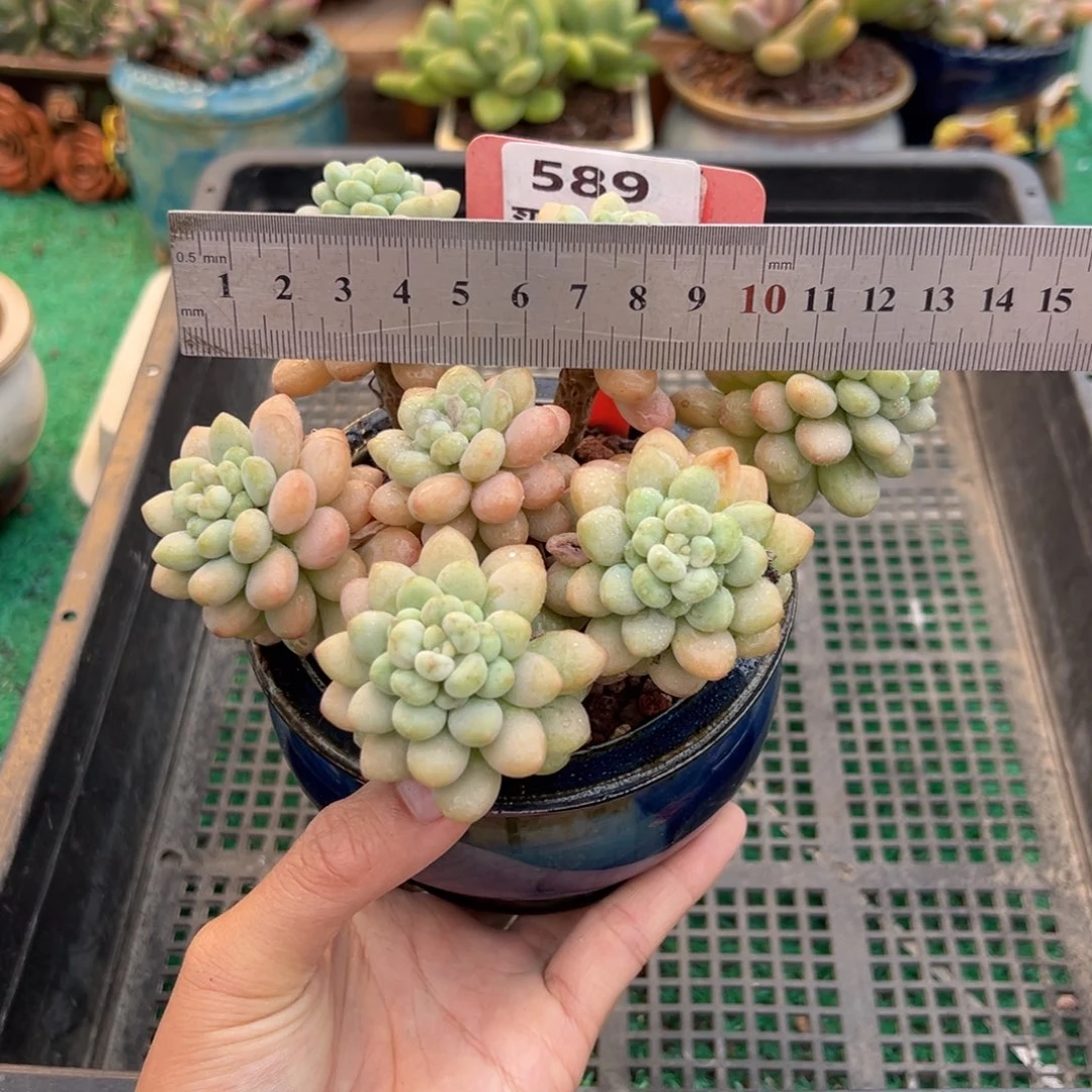表妹精品多肉植物589.