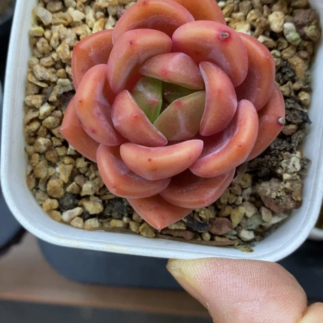精品多肉一物一拍不包整46
